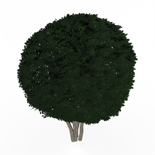 Ligustrum