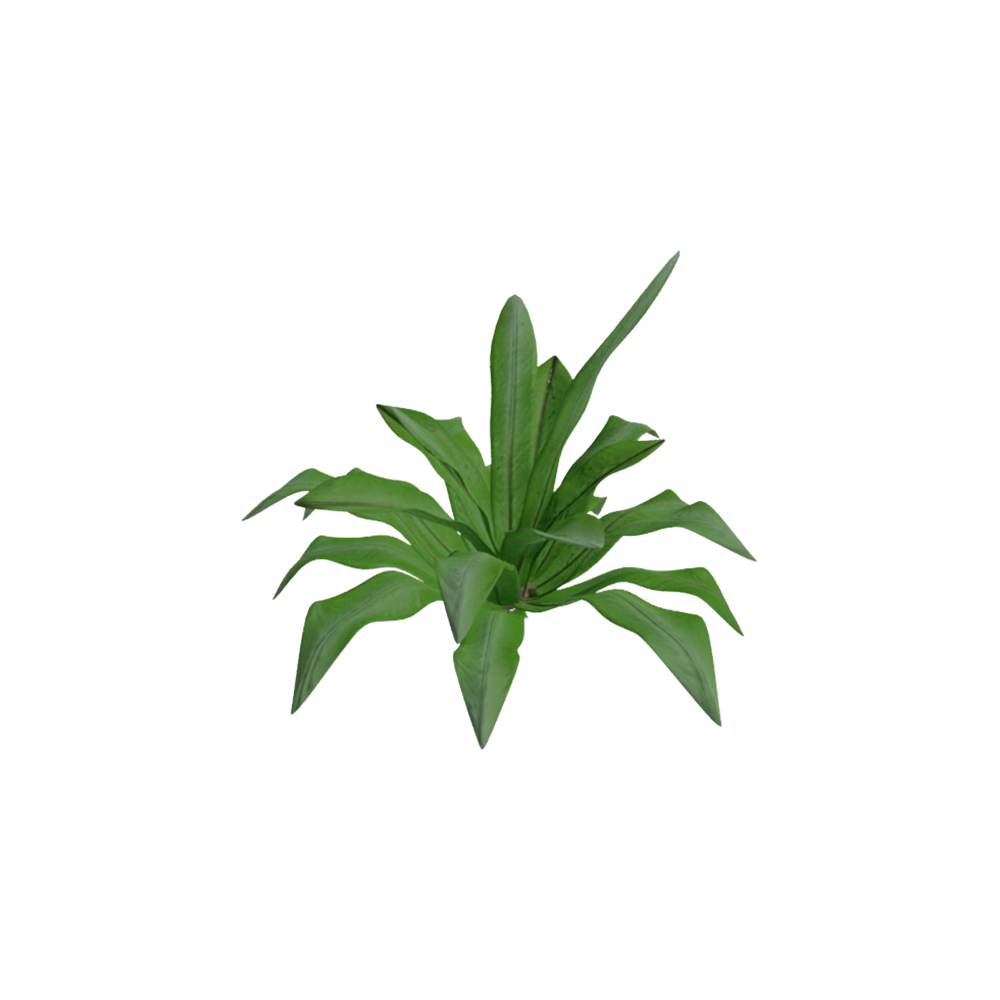 Kadaka Sarang Burung