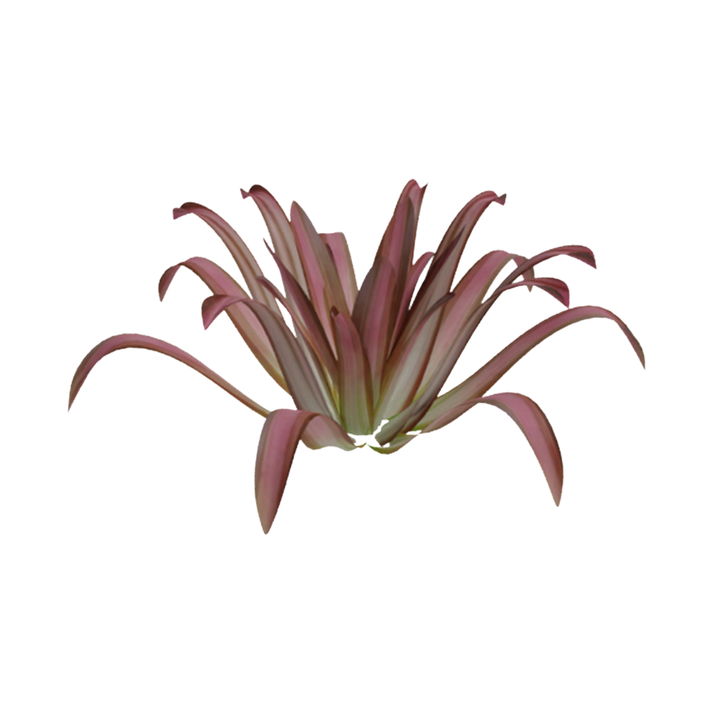 Bromelia Tricolor