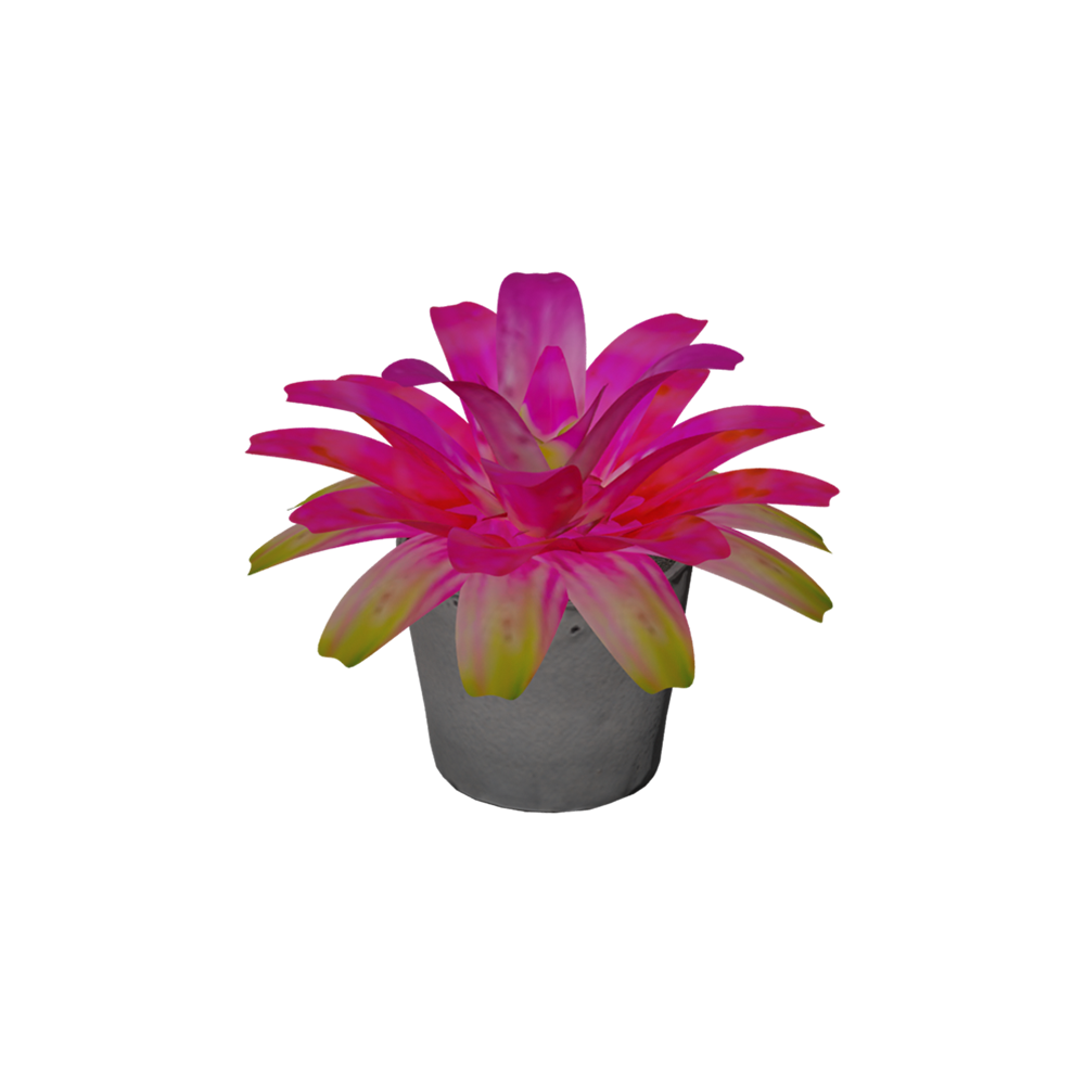 Bromelia Cherry Lady