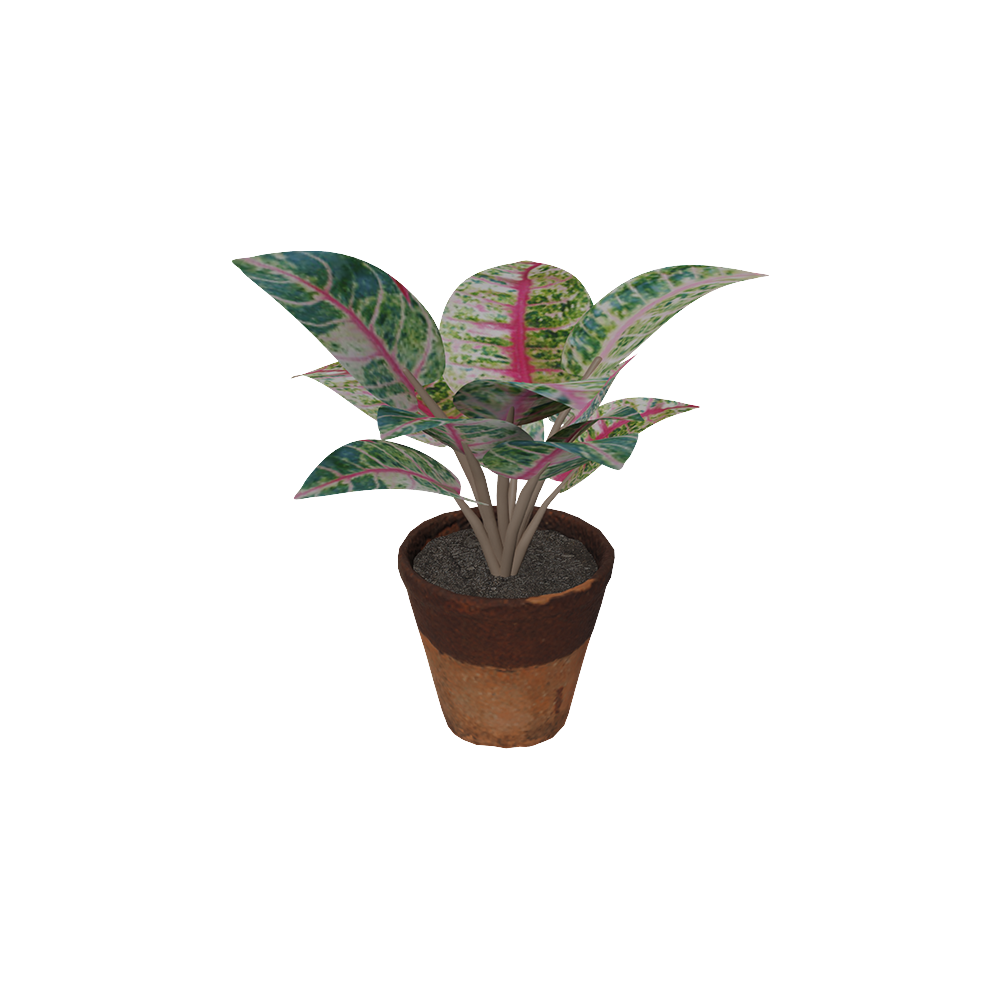 Aglaonema Donacarmen