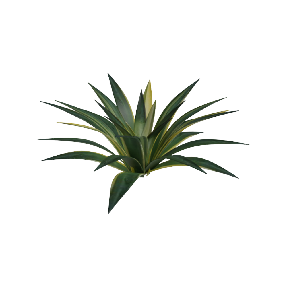 Agave Kuning