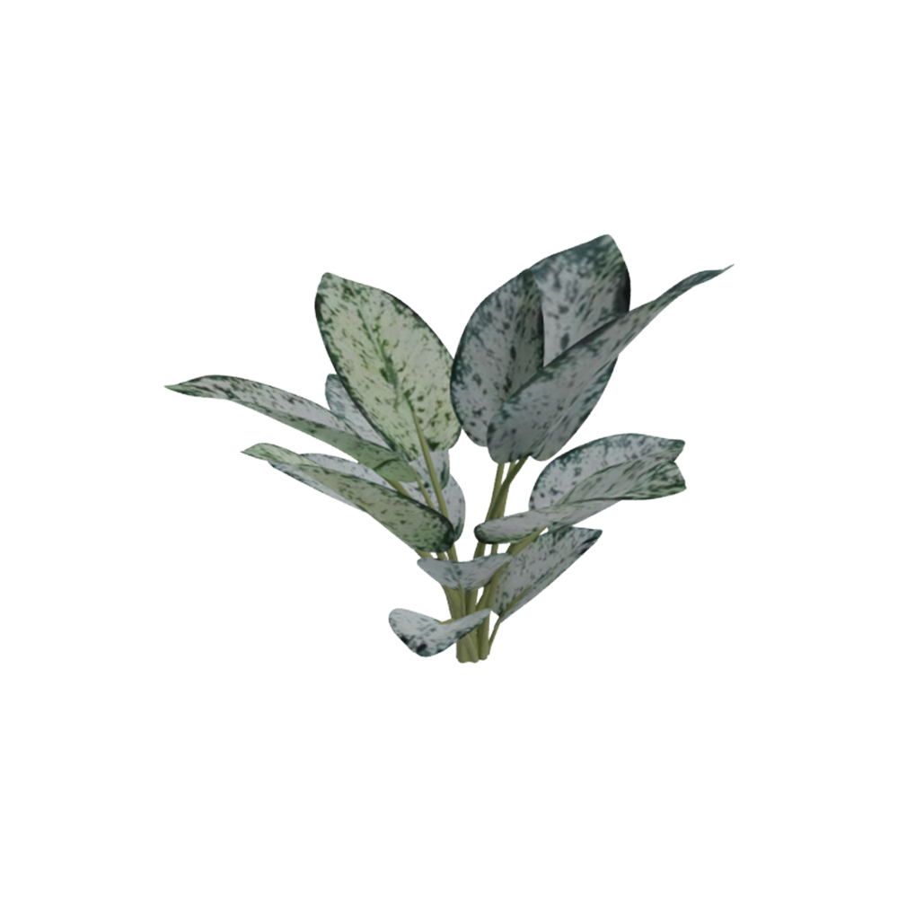 Aglaonema Hujan Es