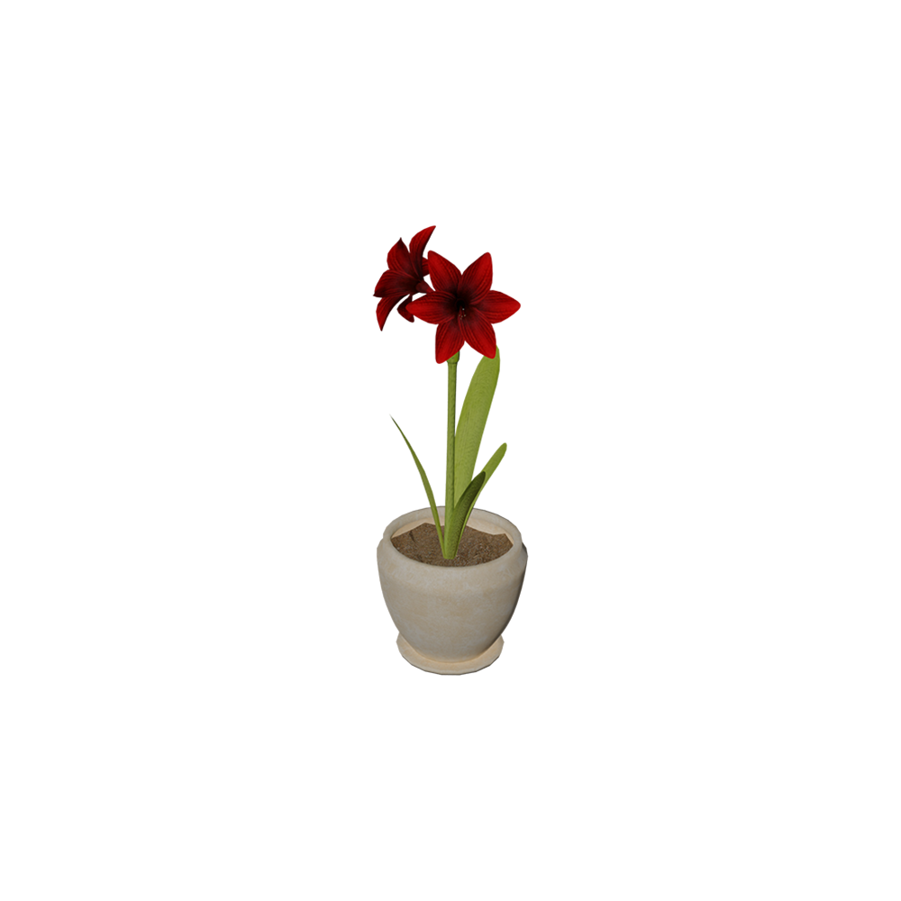 Amarilis