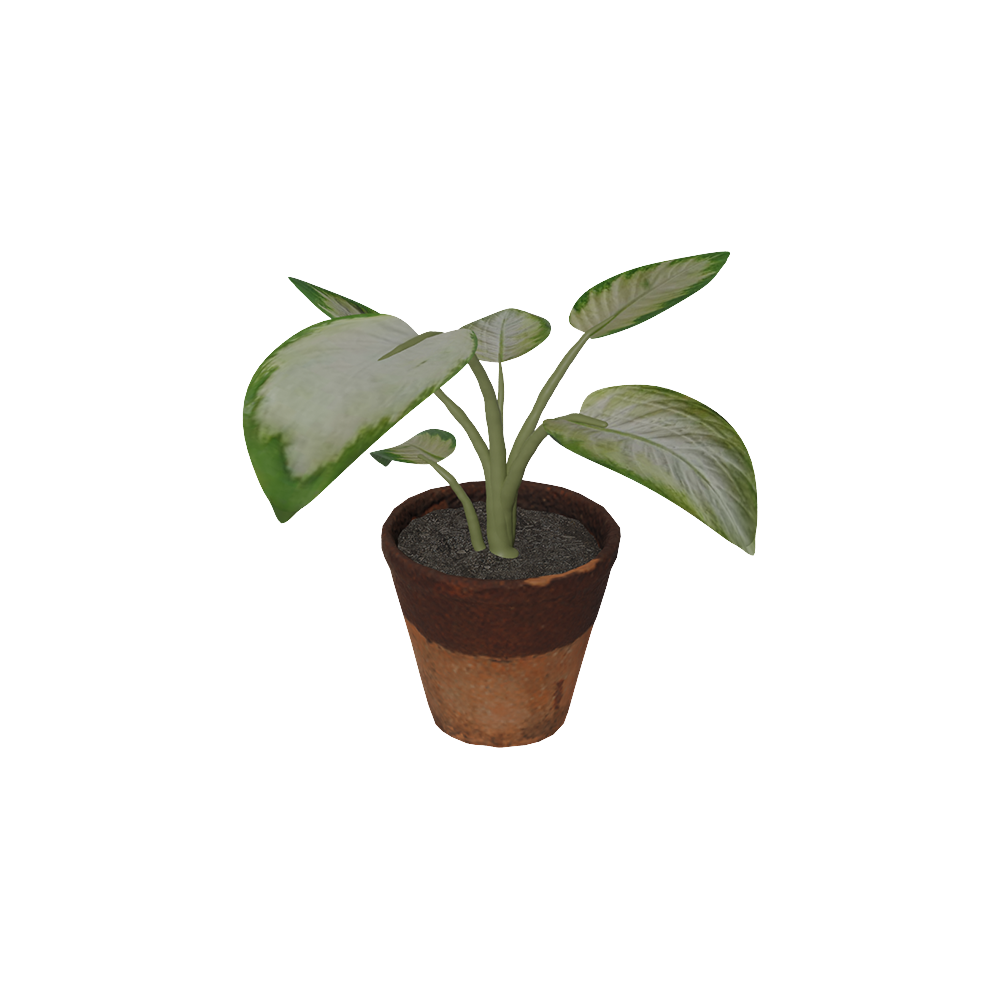 Aglaonema Susu