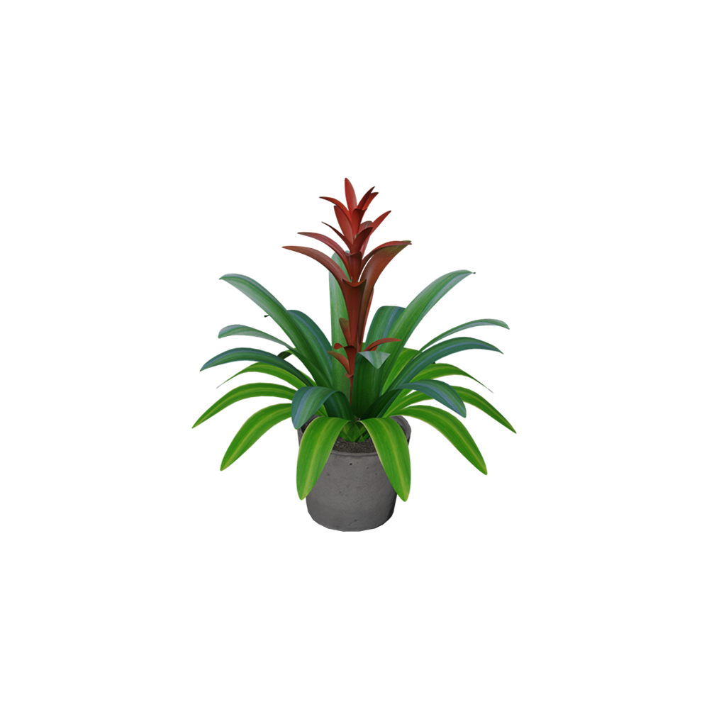 Bromelia Guzmania
