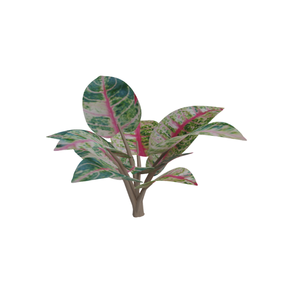 Aglaonema Donacarmen