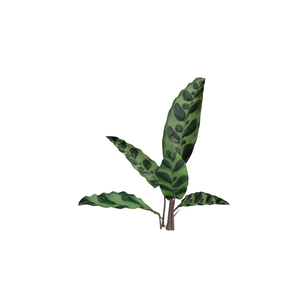 Calathea Bulu Ayam