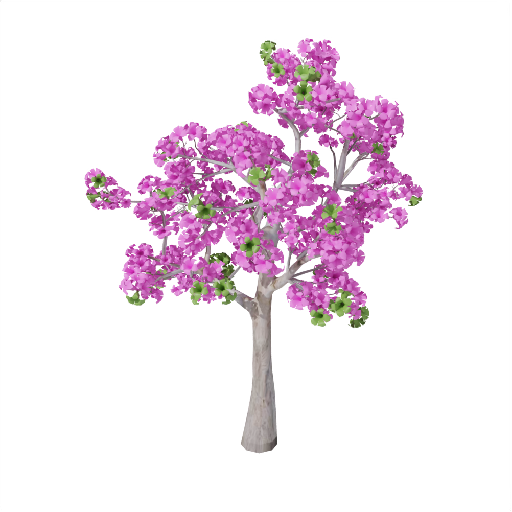 Tabebuya Pink