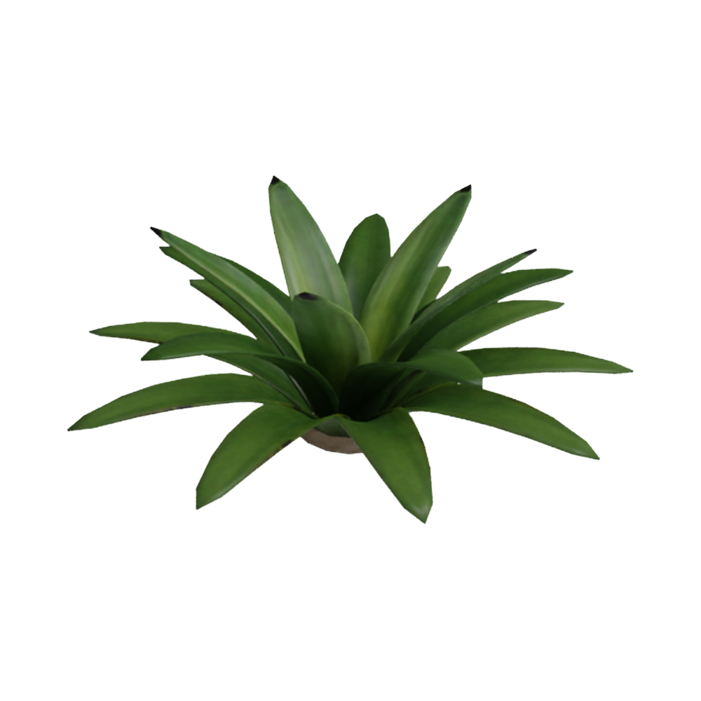 Agave Hijau