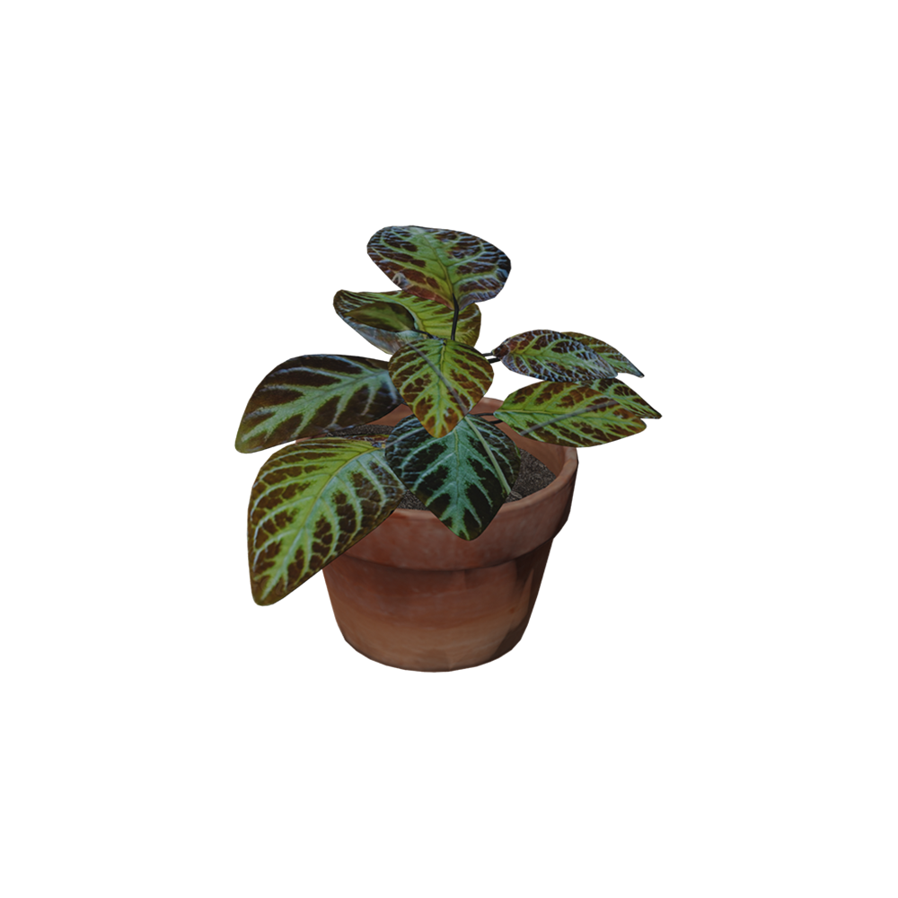 Episcia