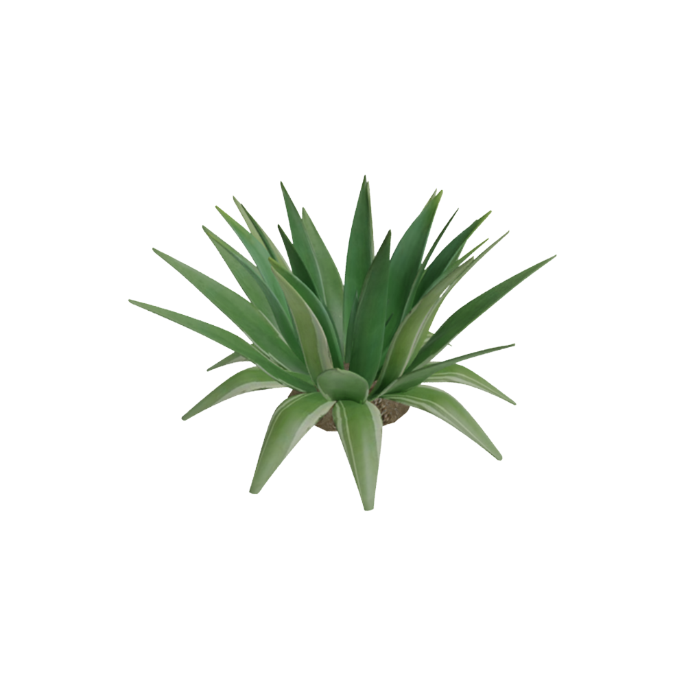 Agave Putih