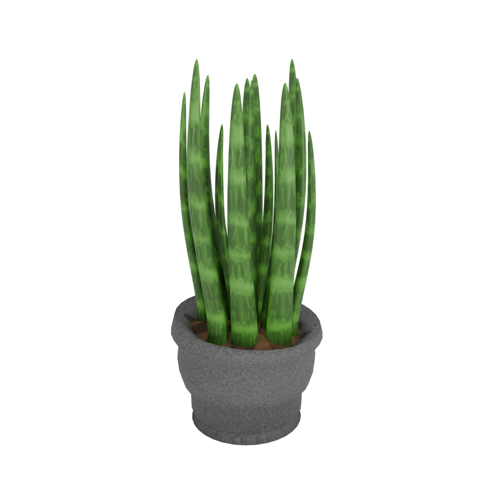 Sansevieria Cylindrica