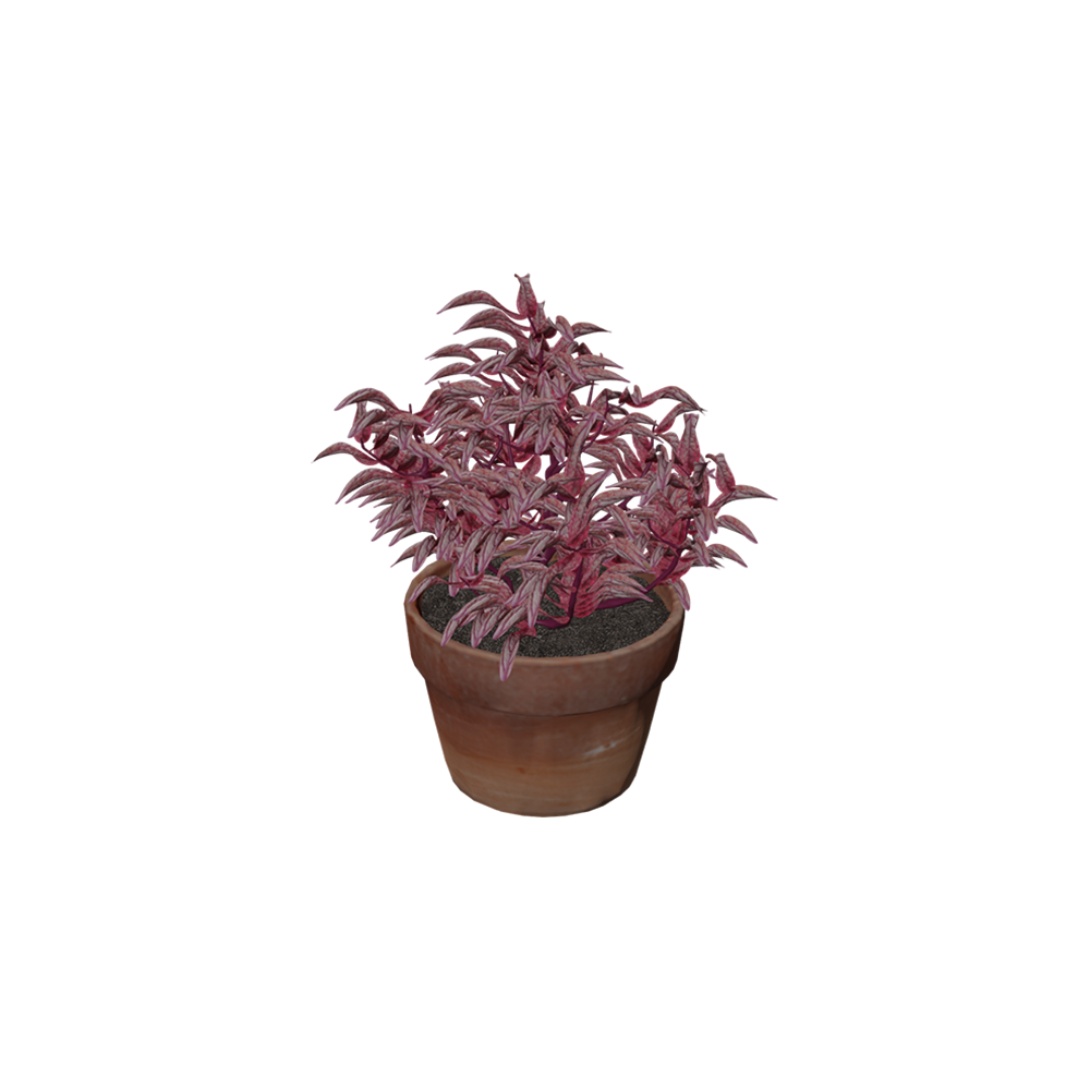 Krokot Merah