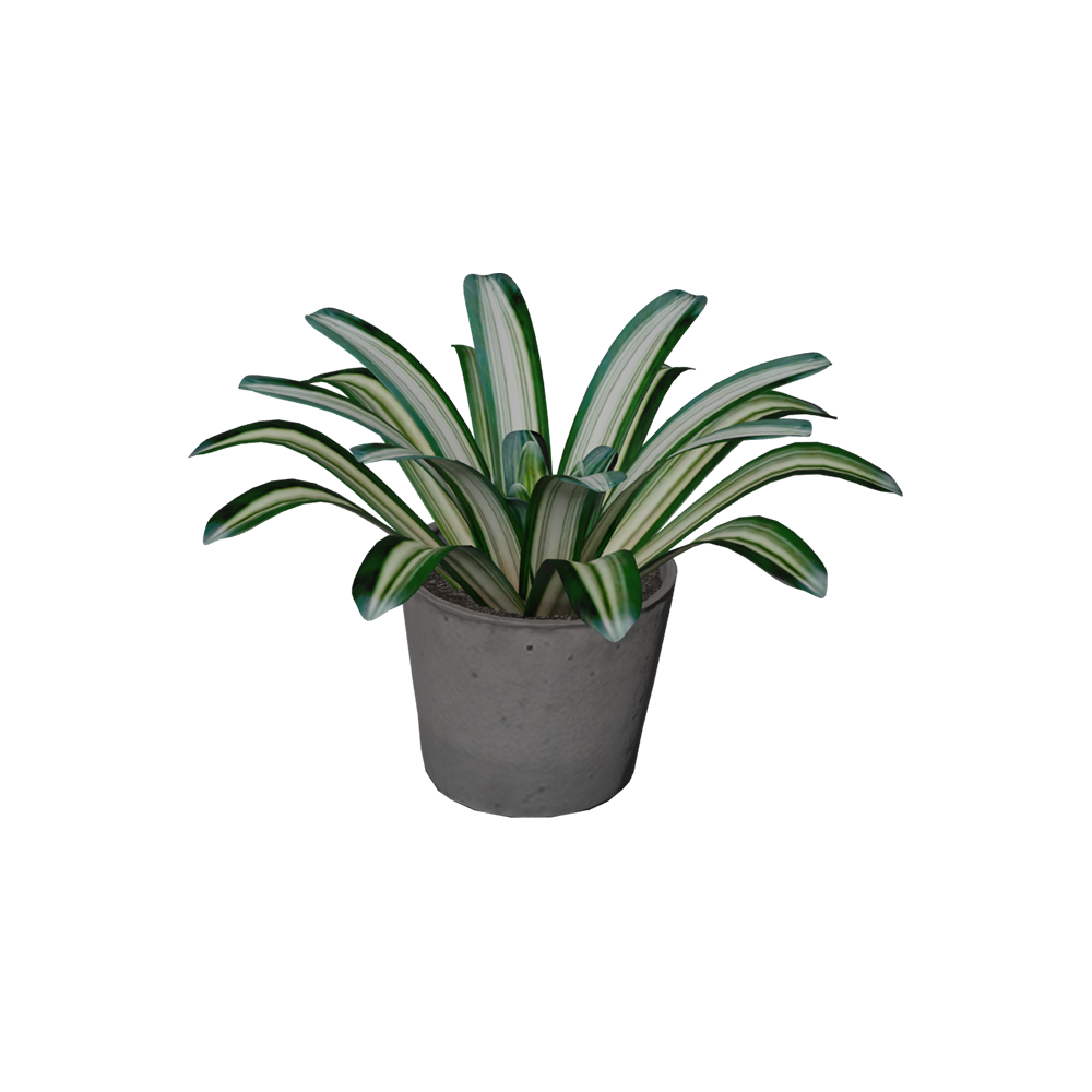 Bromelia Hijau Putih