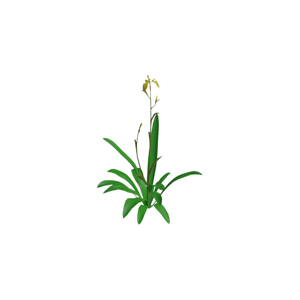 Iris Kuning