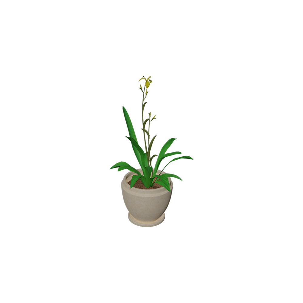 Iris Kuning