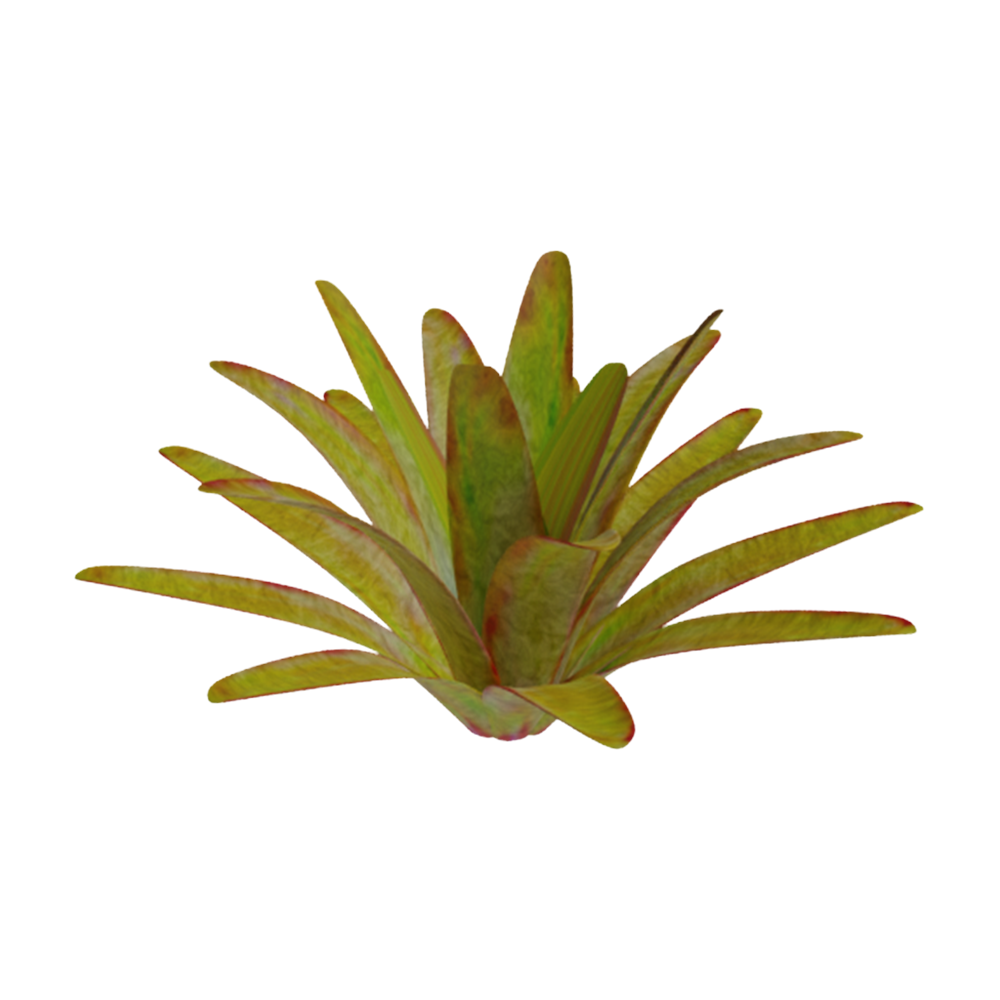 Bromelia Imperial