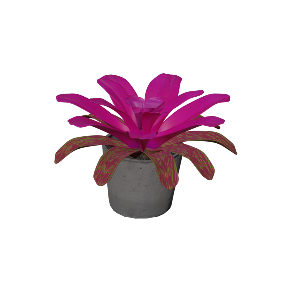 Bromelia Pink Grass