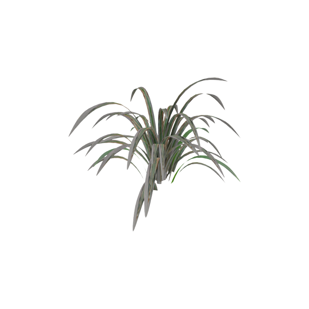 Rumput Kucai