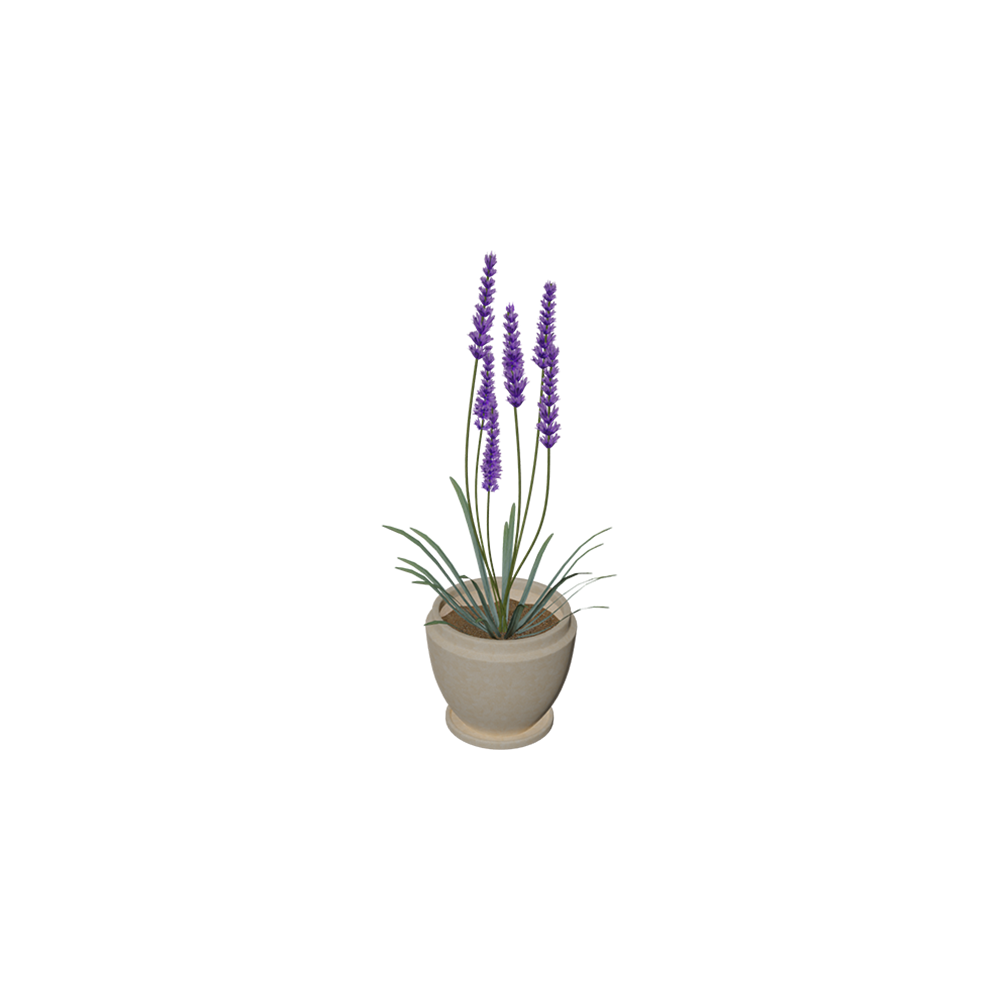 Lavender
