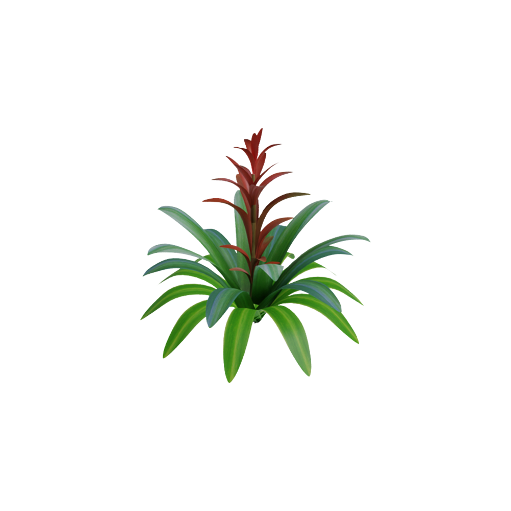 Bromelia Guzmania