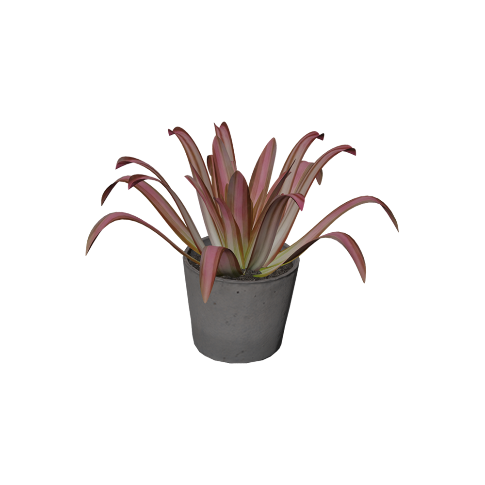 Bromelia Tricolor