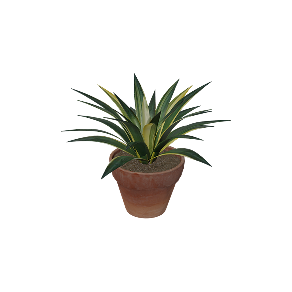 Agave Kuning