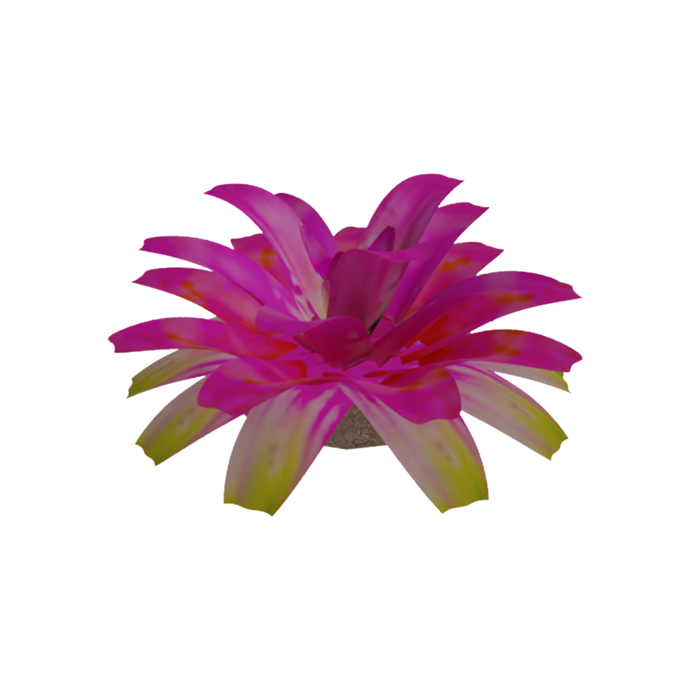 Bromelia Cherry Lady