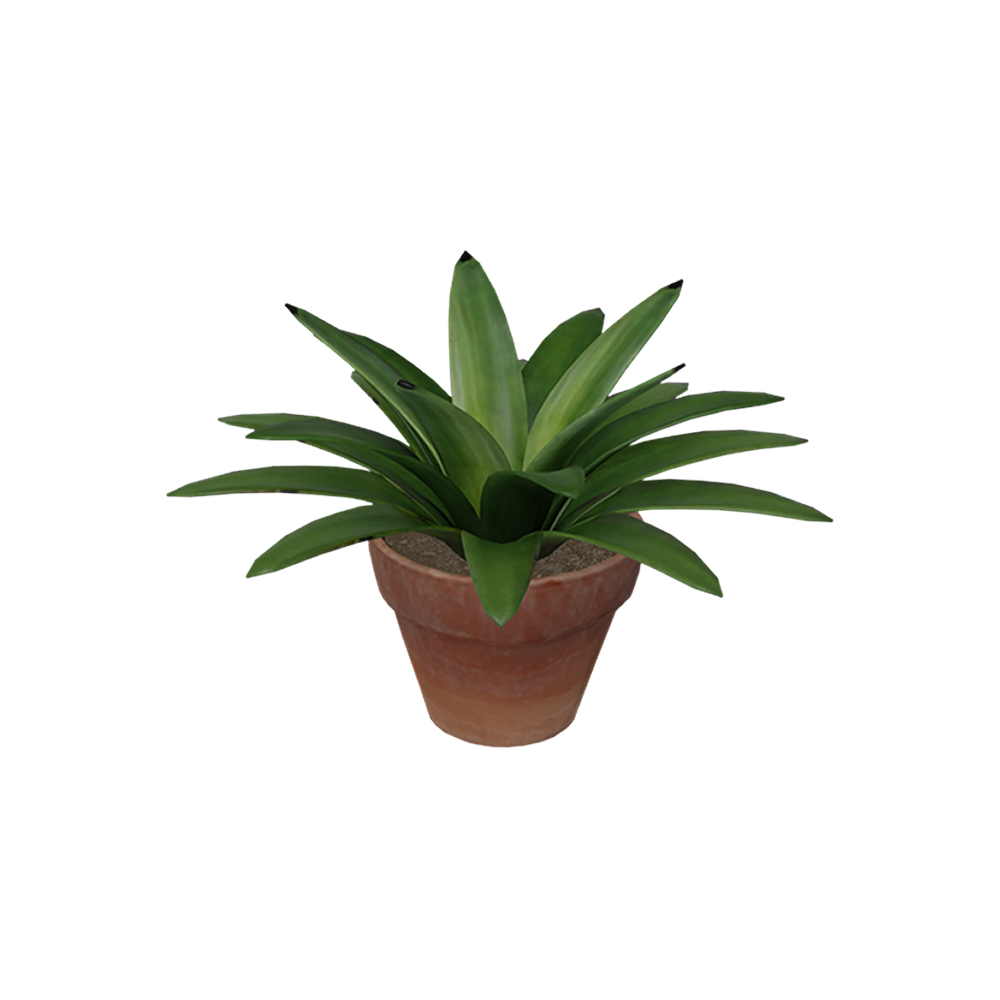 Agave Hijau