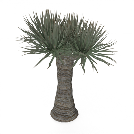 Dragon Tree