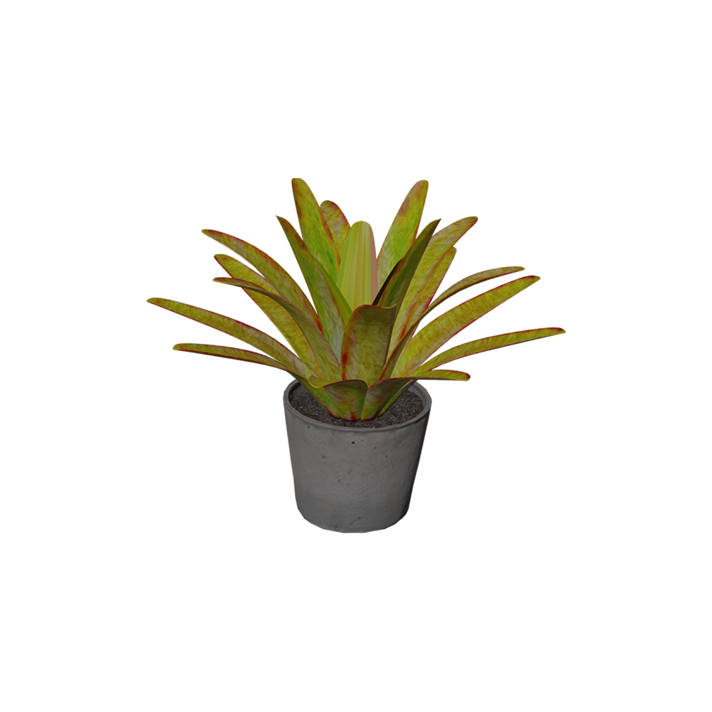 Bromelia Imperial