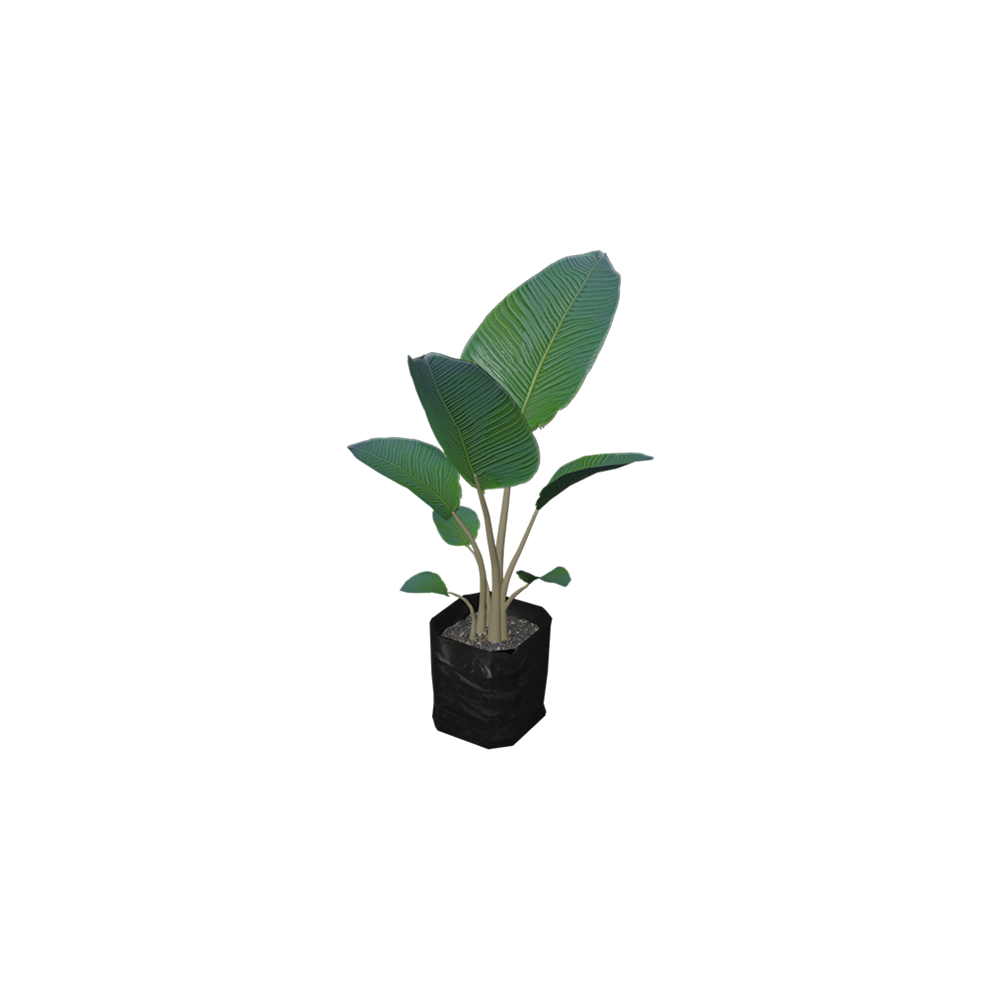 Calathea Lutea