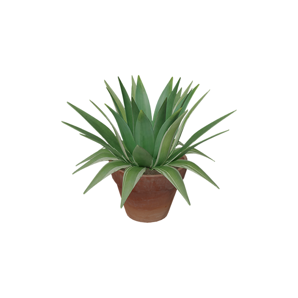 Agave Putih
