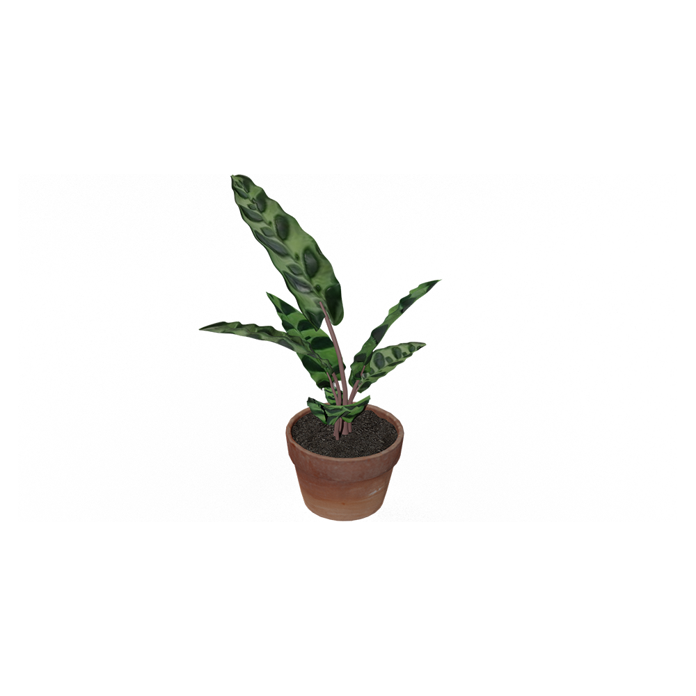 Calathea Bulu Ayam
