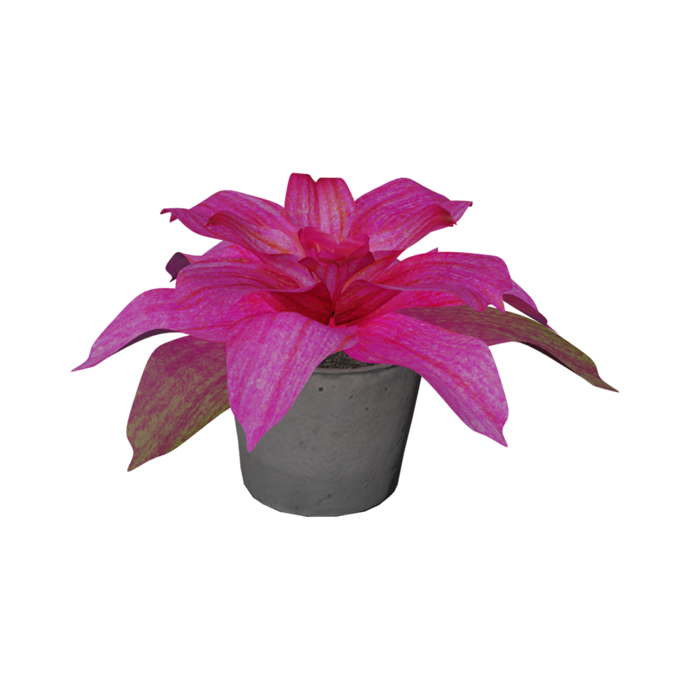 Bromelia Debora