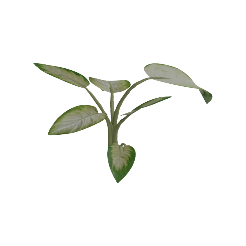 Aglaonema Susu