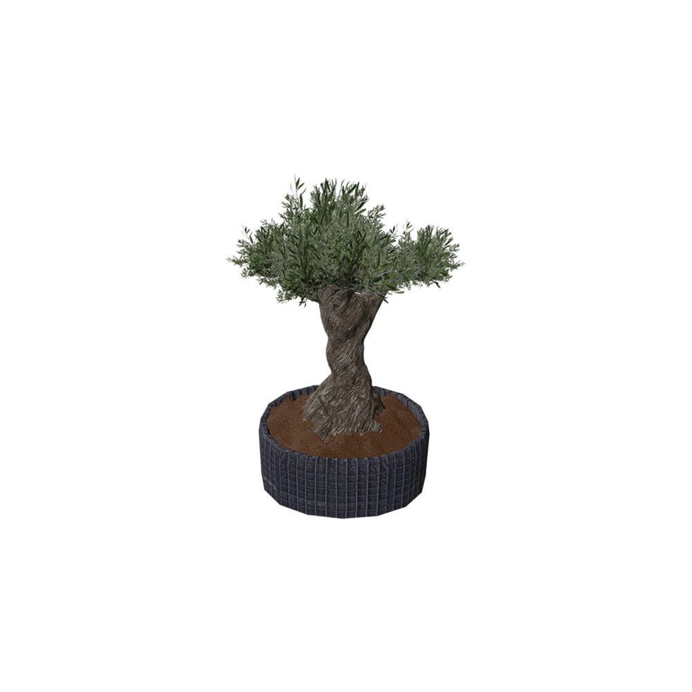 Zaitun Special - Statue
